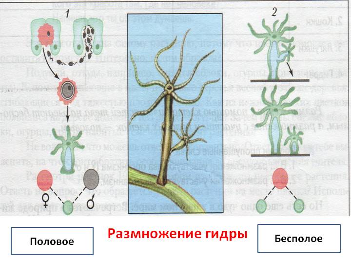 Кракен маркет даркнет только через стор